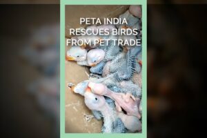 PETA India Rescues Thousands of Wild Birds From the Pet Trade #shorts