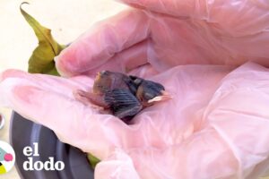 Pájaro rescatado le enseña a esta pareja como ser futuros padres | El Dodo