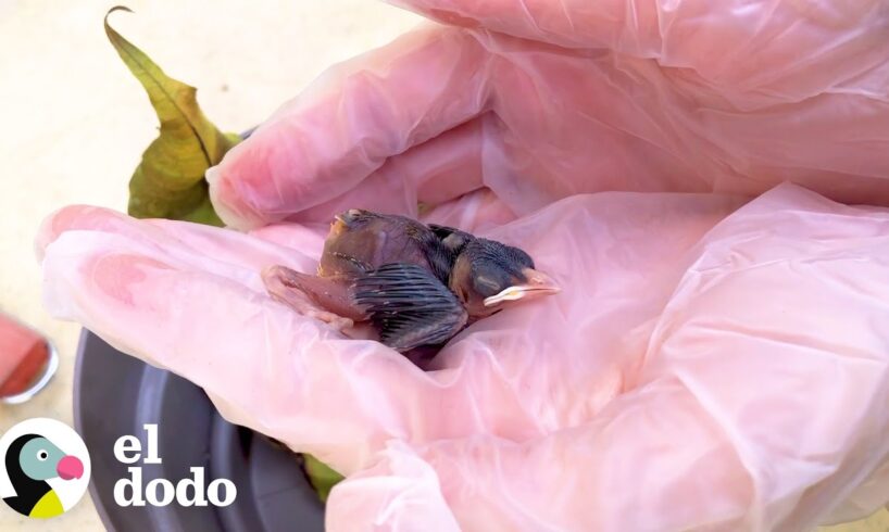 Pájaro rescatado le enseña a esta pareja como ser futuros padres | El Dodo