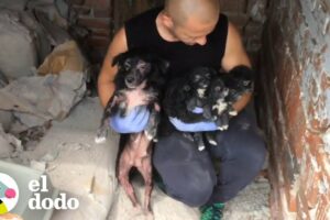 Perrita mamá agradece a un hombre por salvar a sus cachorros I El Dodo