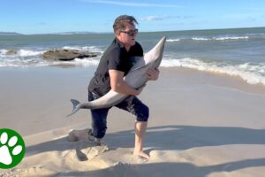 Persistent man rescues baby dolphin