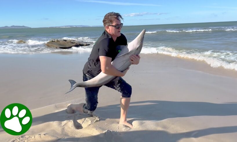 Persistent man rescues baby dolphin