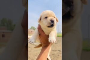 Puppies Compilation | Cutest Dogs Ever! 🐾 #doglovers #shots