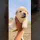 Puppies Compilation | Cutest Dogs Ever! 🐾 #doglovers #shots