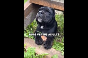 Puppies vs. Adult Dogs: The CUTEST Showdown!