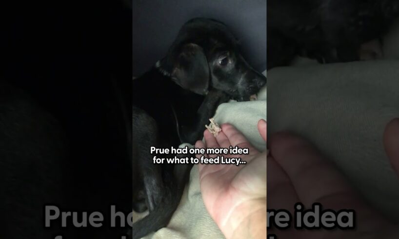 Puppy Who Went Through The Worst Gets The Best Life Ever | The Dodo