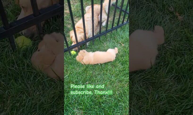 Puppy playing with Mommy #puppy #cute #youtubeshorts #youtube #animals #goldenretriever #trending