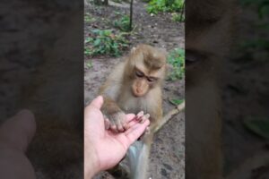 ROSTON monkey playing Adorable ❤️💋🙈 OM6 #shorts #monkeys #viral #animals #shortsvideo #monkey