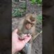 ROSTON monkey playing Adorable ❤️💋🙈 OM6 #shorts #monkeys #viral #animals #shortsvideo #monkey