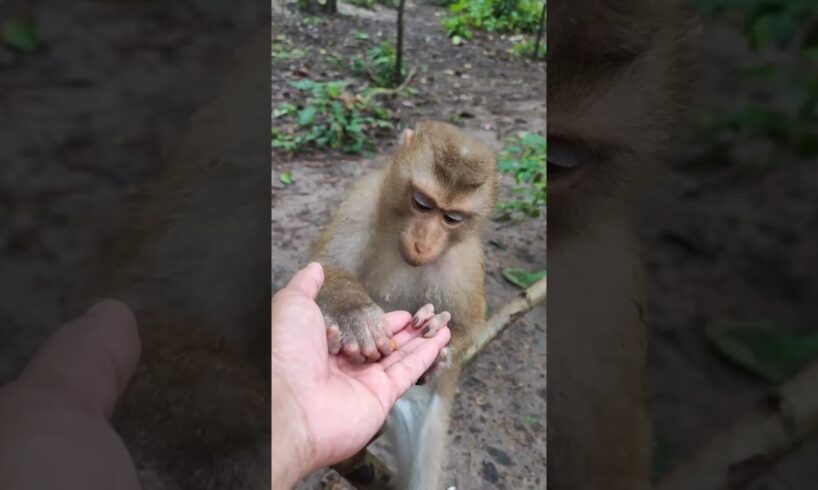 ROSTON monkey playing Adorable ❤️💋🙈 OM6 #shorts #monkeys #viral #animals #shortsvideo #monkey