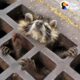 Raccoon Rescued From Sewer Grate