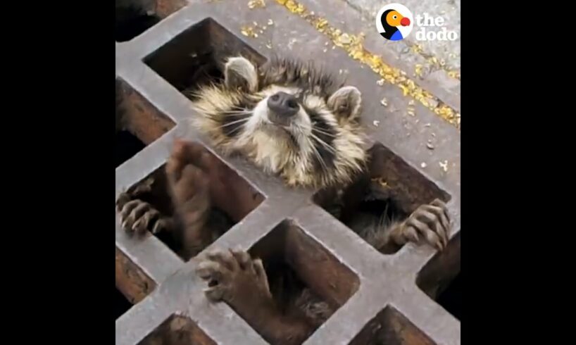 Raccoon Rescued From Sewer Grate