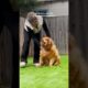 Rescue Golden Was Unable To Stand Up | The Dodo