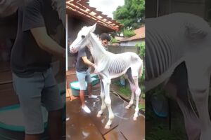 Rescue weak baby horse 🐎 | Help Animal Rescue Team | #rescue #babyhorse #baby #horse #shorts #viral