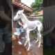 Rescue weak baby horse 🐎 | Help Animal Rescue Team | #rescue #babyhorse #baby #horse #shorts #viral