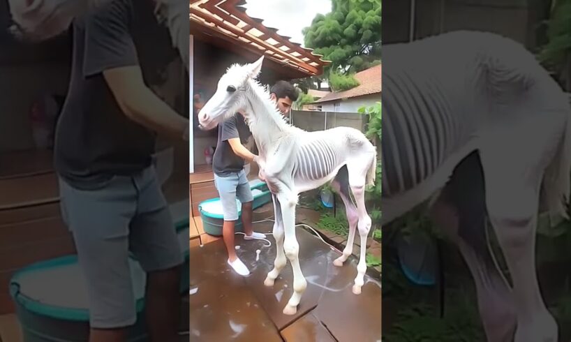 Rescue weak baby horse 🐎 | Help Animal Rescue Team | #rescue #babyhorse #baby #horse #shorts #viral