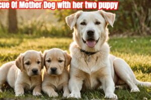 RescueOf Mother Dog,InspiringStories,animal rescue,dog rescue videos,rescue dog,pets,animal rescues,