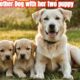 RescueOf Mother Dog,InspiringStories,animal rescue,dog rescue videos,rescue dog,pets,animal rescues,