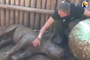 Rescued Baby Rhino Has The Best Life Now | The Dodo