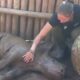 Rescued Baby Rhino Has The Best Life Now | The Dodo