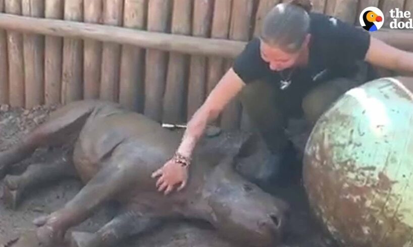 Rescued Baby Rhino Has The Best Life Now | The Dodo