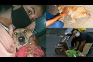 Rescued dog || saving animals || Nidhi Tiwari