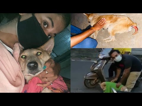 Rescued dog || saving animals || Nidhi Tiwari