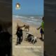 Rescued dogs snacking by the beach