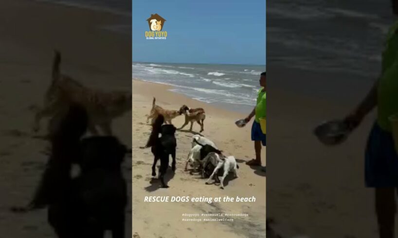 Rescued dogs snacking by the beach