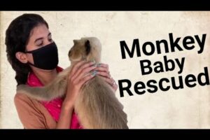 Rescued monkey || Nidhi Tiwari || Rescued animals