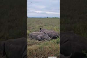 Rhinos 🦏#wildlife #safari #animals  #shortsvideo #shortsfeed #viralvideo #shorts