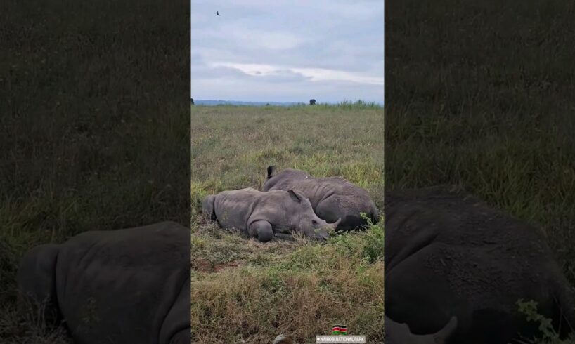 Rhinos 🦏#wildlife #safari #animals  #shortsvideo #shortsfeed #viralvideo #shorts