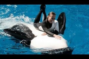 SeaWorld's Old Shamu "Believe" Show With Trainers in the Water!!!