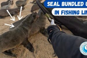 Seal Bundled Up In Fishing Line