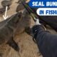 Seal Bundled Up In Fishing Line