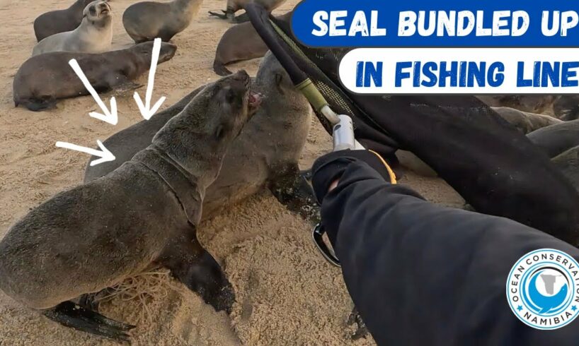 Seal Bundled Up In Fishing Line