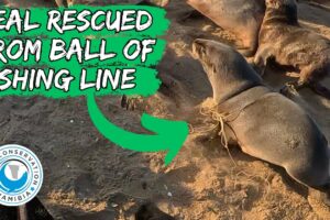 Seal Rescued From Ball Of Fishing Line