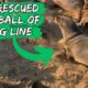 Seal Rescued From Ball Of Fishing Line