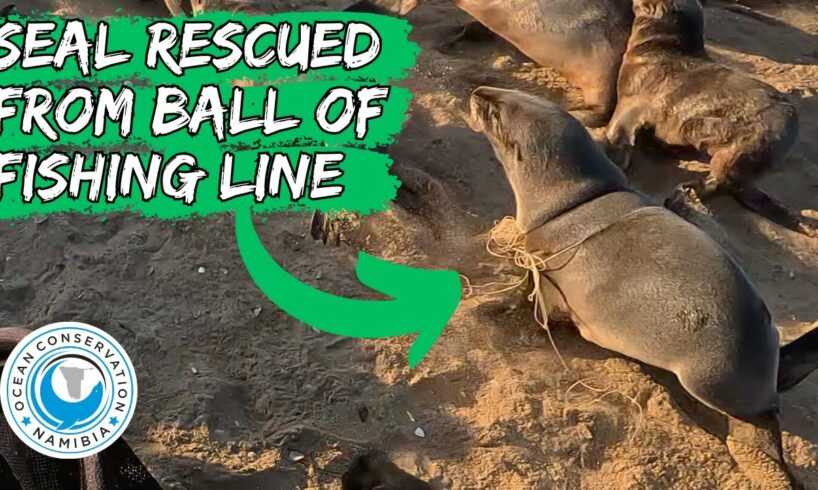 Seal Rescued From Ball Of Fishing Line