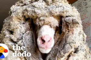 Sheep Covered In 80 Pounds Of Wool Makes Most Amazing Transformation  | The Dodo Faith = Restored