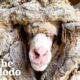 Sheep Covered In 80 Pounds Of Wool Makes Most Amazing Transformation  | The Dodo Faith = Restored