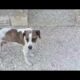 Sick Dog Foivos is Playing like a Puppy!  - Takis Shelter