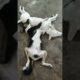 Sleeping Dogs Kalu and Dhali | Cute Puppies Nap Time Compilation