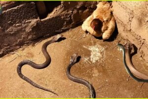 Snake vs Chicken: When Snakes Picked the Wrong Fight with Chickens | Animal Fighting