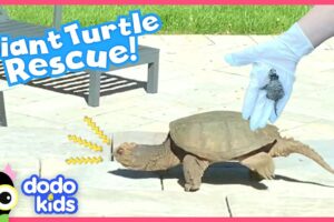 Snapping Turtle Sneaks Into Family's Backyard And Doesn't Want To Leave | Rescued! | Dodo Kids