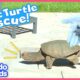 Snapping Turtle Sneaks Into Family's Backyard And Doesn't Want To Leave | Rescued! | Dodo Kids