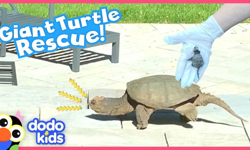 Snapping Turtle Sneaks Into Family's Backyard And Doesn't Want To Leave | Rescued! | Dodo Kids