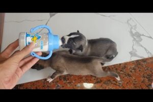 So cute Puppies they are so hungry, Puppy drink milk