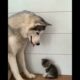 Soo Cute Puppies😍 Tik Tok Mini 😍| Funny Dogs Videos 😍❤️ #shorts #dog #pet