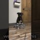 Stray Pittie Wanders To A Stranger's Home Looking For Help | The Dodo